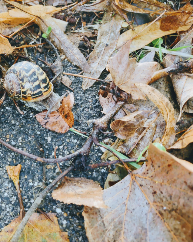 Schnecke unterwegs