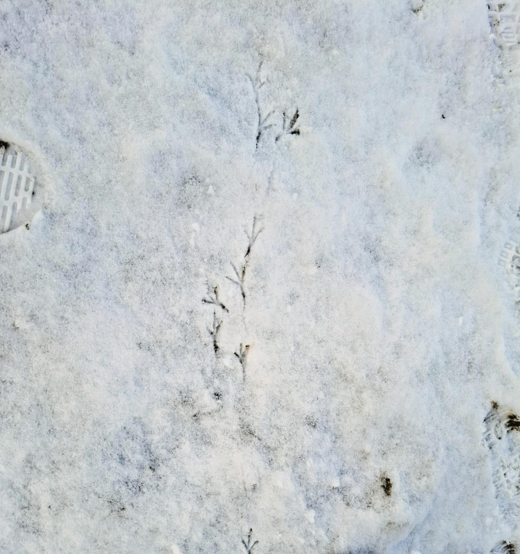 Wer war denn da im Schnee unterwegs?