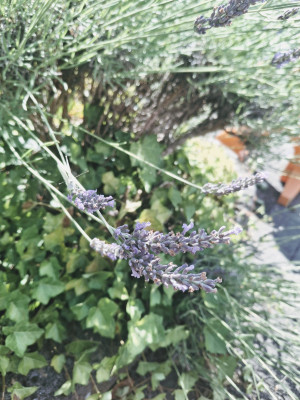 Wo ist der Schmetterling versteckt?