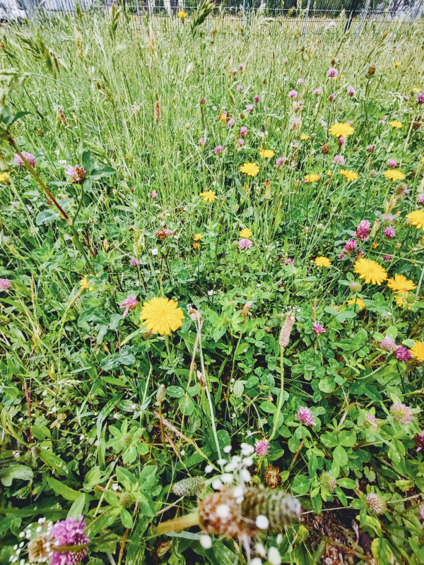 Blumen Wiese